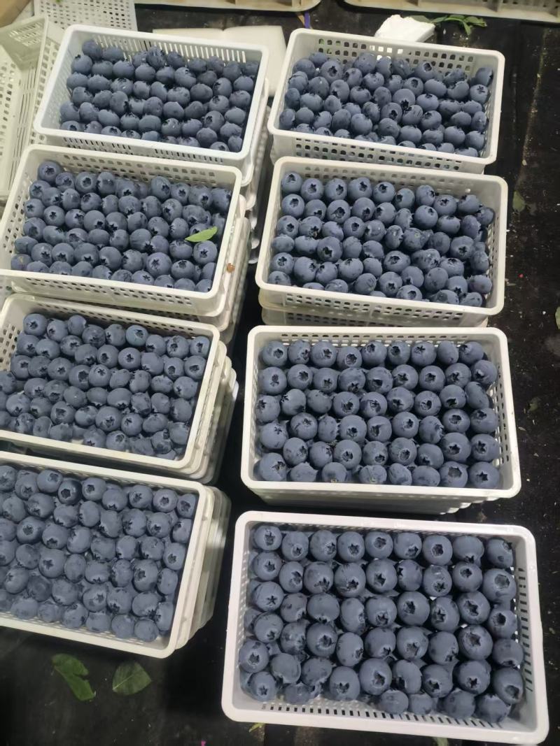 山东蓝莓/F6/L25/L11/现摘现发/对接批发市场