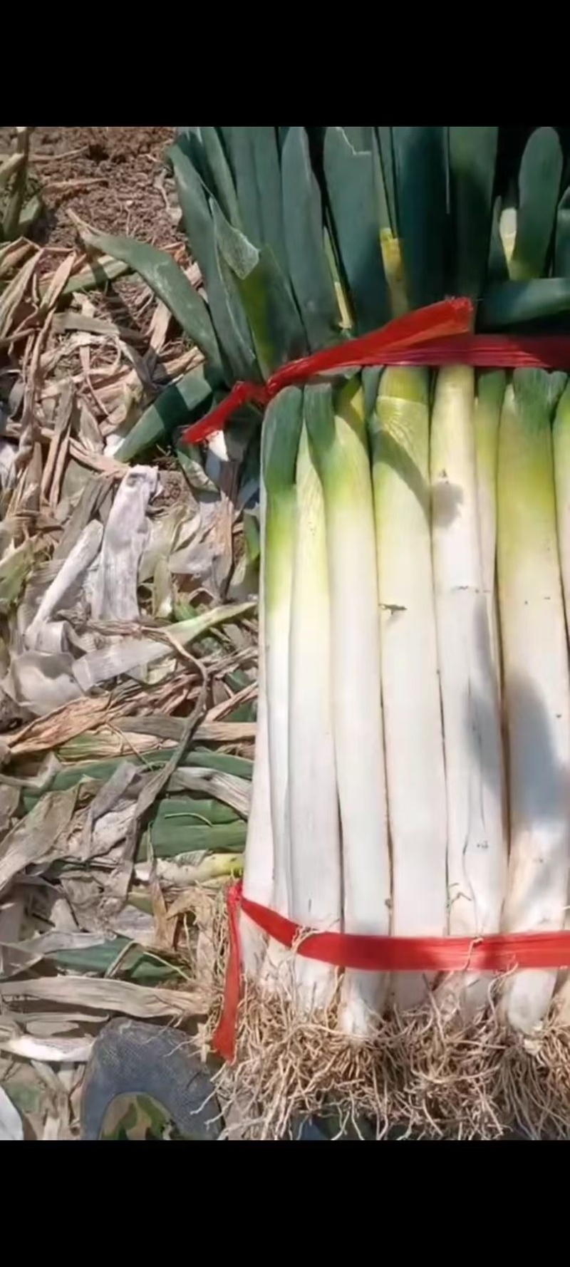 大葱大量上市，大量有货，电商平台超市批发商，发货全国