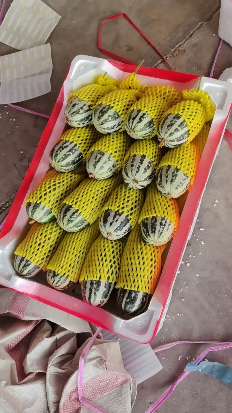 山东精品博洋甜瓜博洋九甜瓜大量上市品质保证量大从