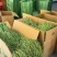 精品贡菜，去头去尾，产地直销，全国发货，支持视频看货，