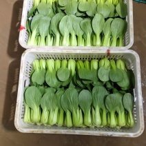 大棚青菜小油菜