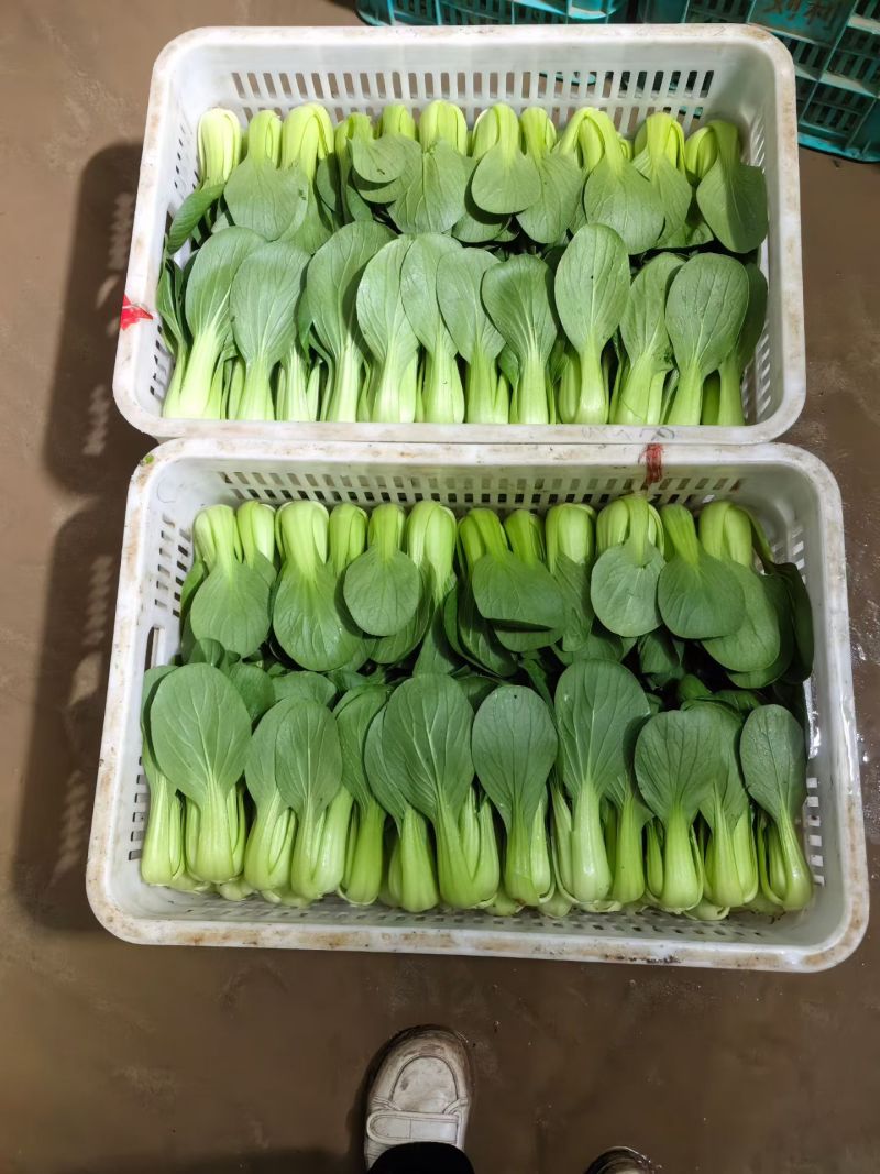 大棚青菜小油菜
