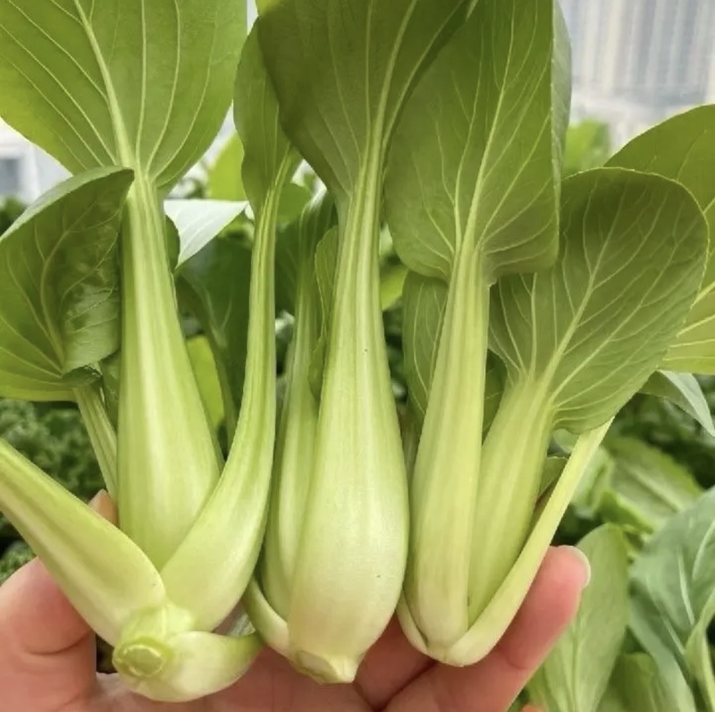 大棚青菜小油菜