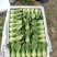 大棚青菜小油菜