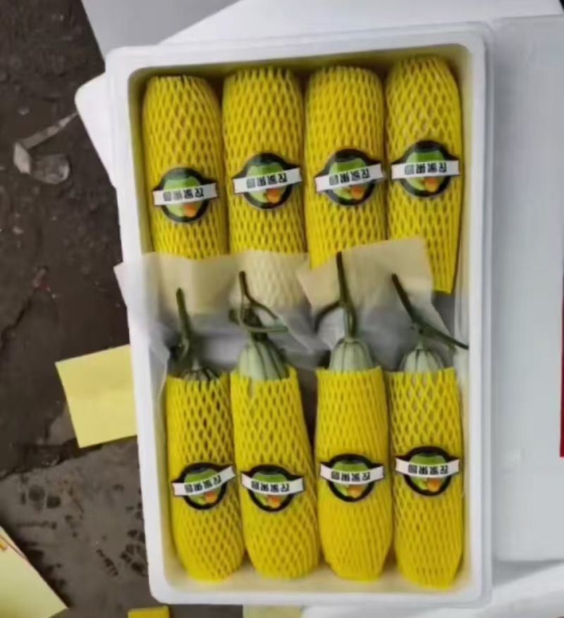 山东精品博洋61甜瓜博洋甜瓜大量上市品质保证量大