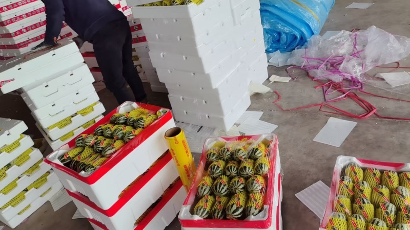 山东精品博洋61甜瓜博洋甜瓜大量上市品质保证量大