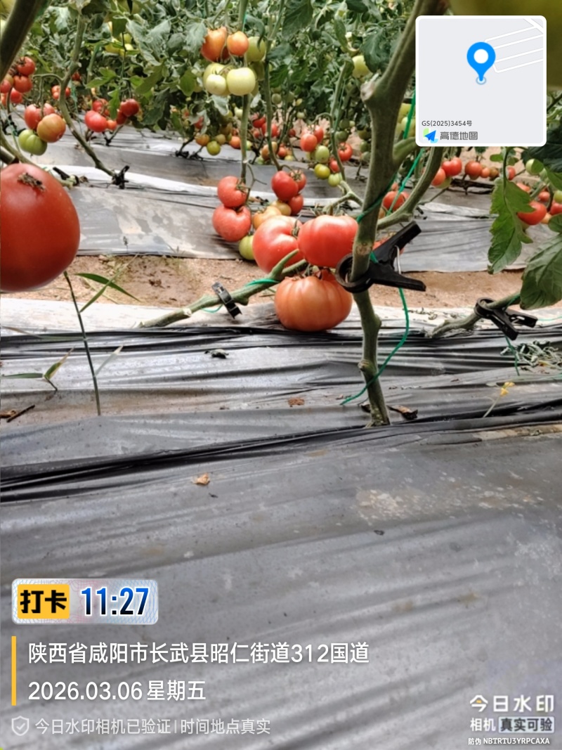水果西红柿