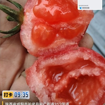水果西红柿