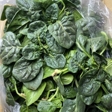 山东趴地菠菜大量上市对接各大市场商超圆叶红根欢迎致电