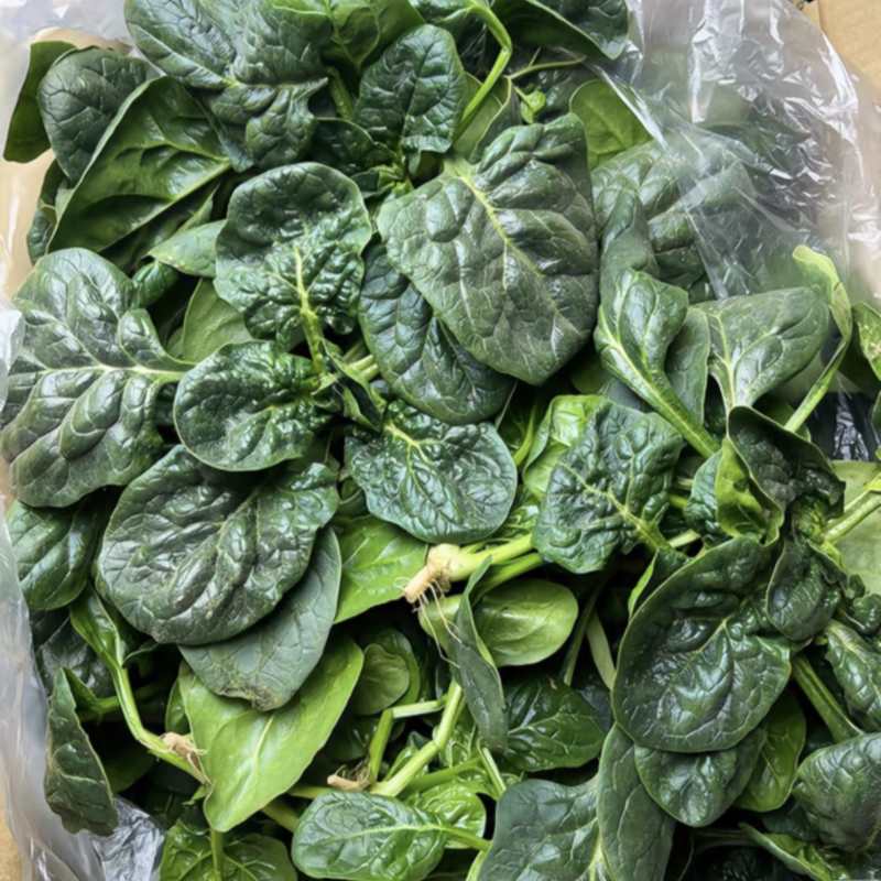 山东趴地菠菜大量上市对接各大市场商超圆叶红根欢迎致电