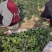 山东趴地菠菜大量上市对接各大市场商超圆叶红根欢迎致电