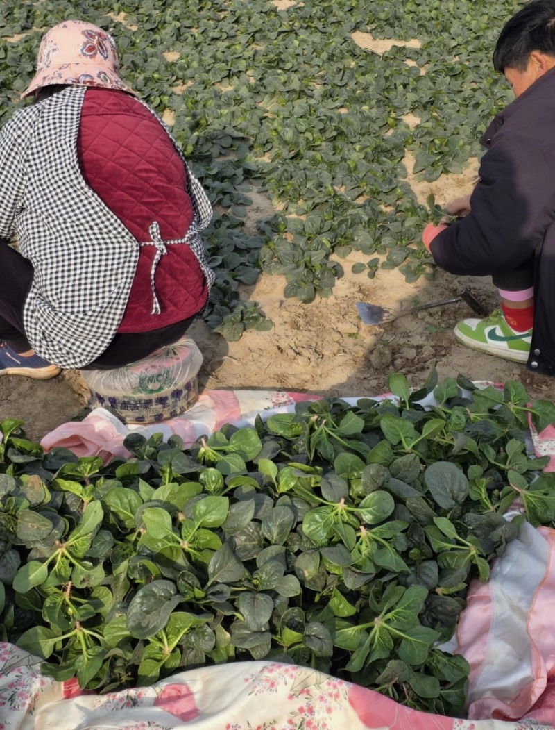 山东趴地菠菜大量上市对接各大市场商超圆叶红根欢迎致电
