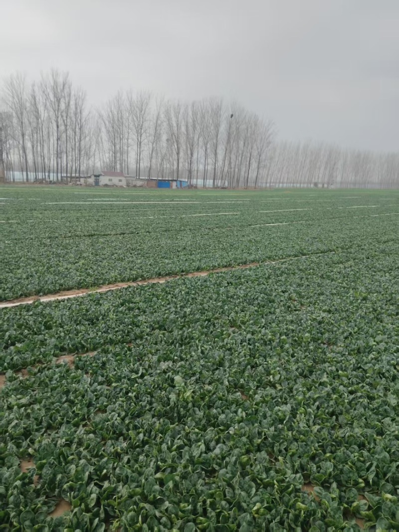 山东趴地菠菜大量上市对接各大市场商超圆叶红根欢迎致电