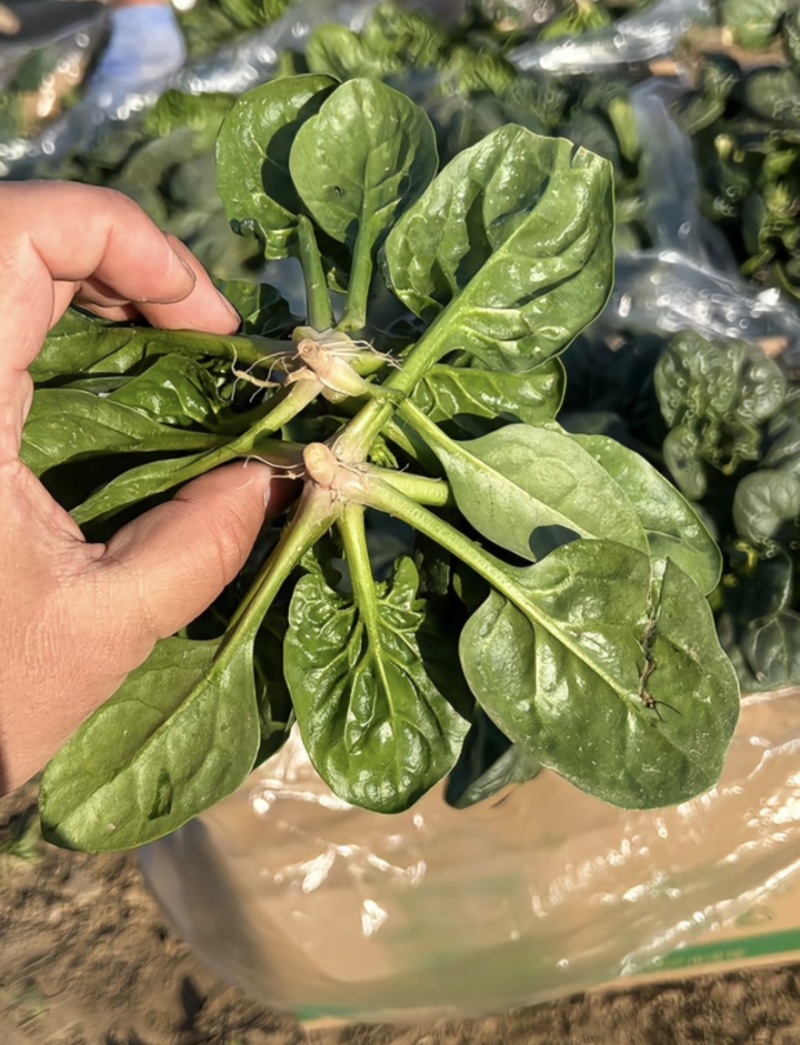 山东趴地菠菜大量上市对接各大市场商超圆叶红根欢迎致电