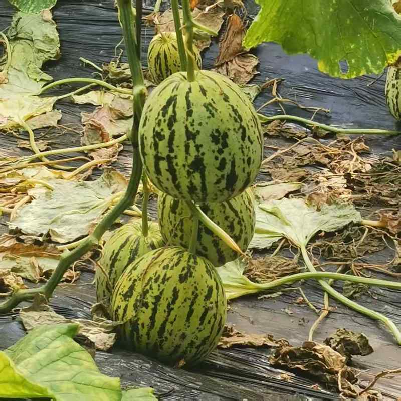 精品花蕾甜瓜大量上市品质保证量大从优一手货源