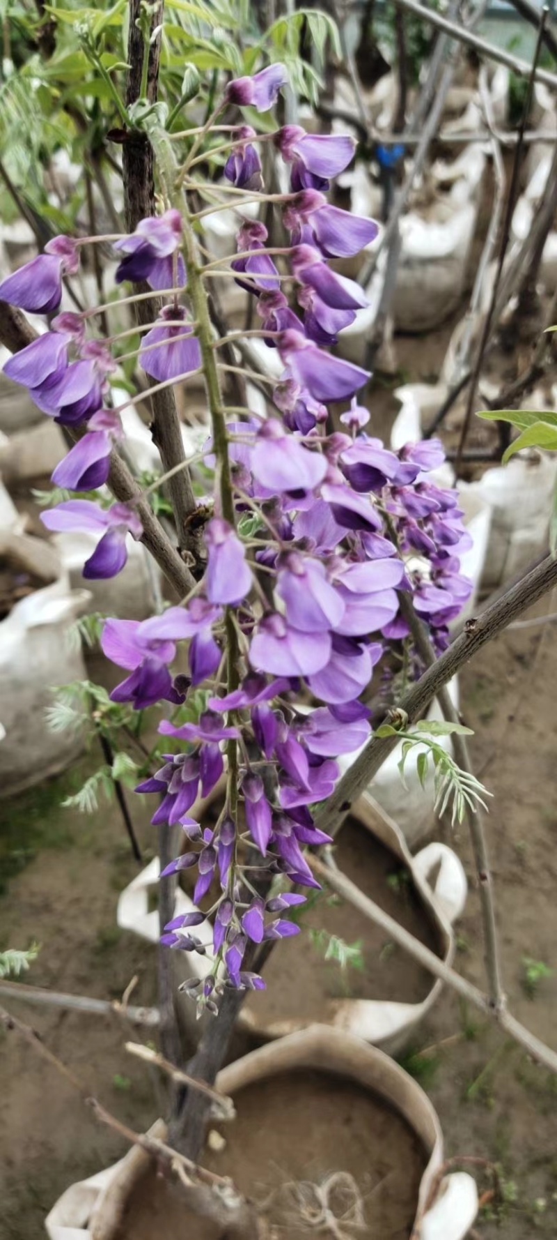 紫藤苗，紫藤树苗爬藤植物紫藤萝花苗攀爬四季开花紫藤苗