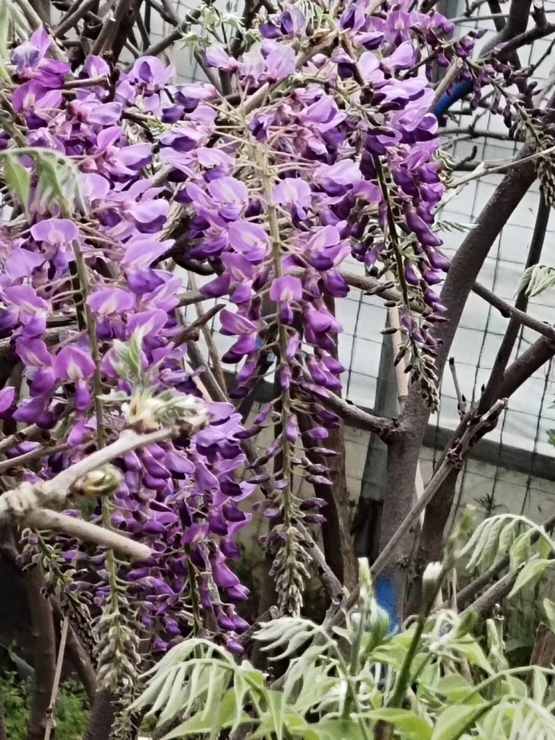 紫藤苗，紫藤树苗爬藤植物紫藤萝花苗攀爬四季开花紫藤苗