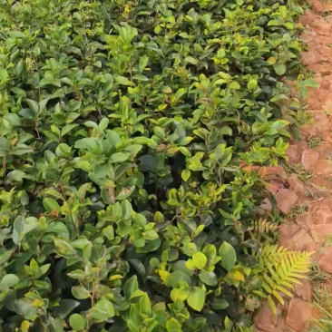 油茶苗产地直发一手货源根系发达成活率高