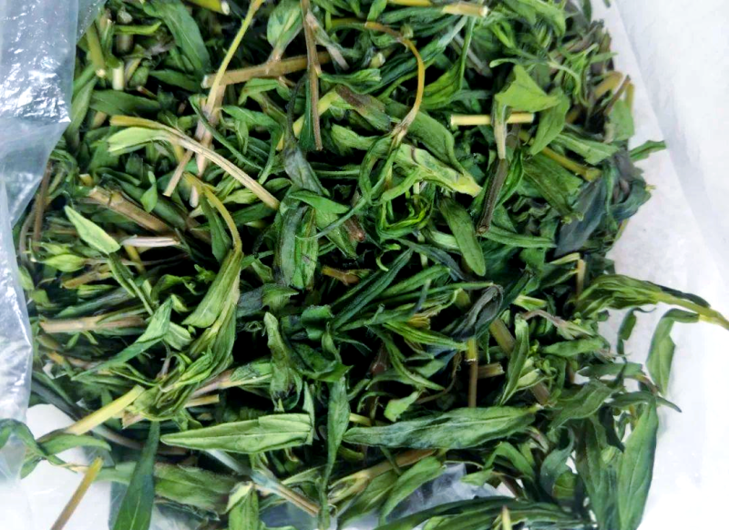 黄芩茶