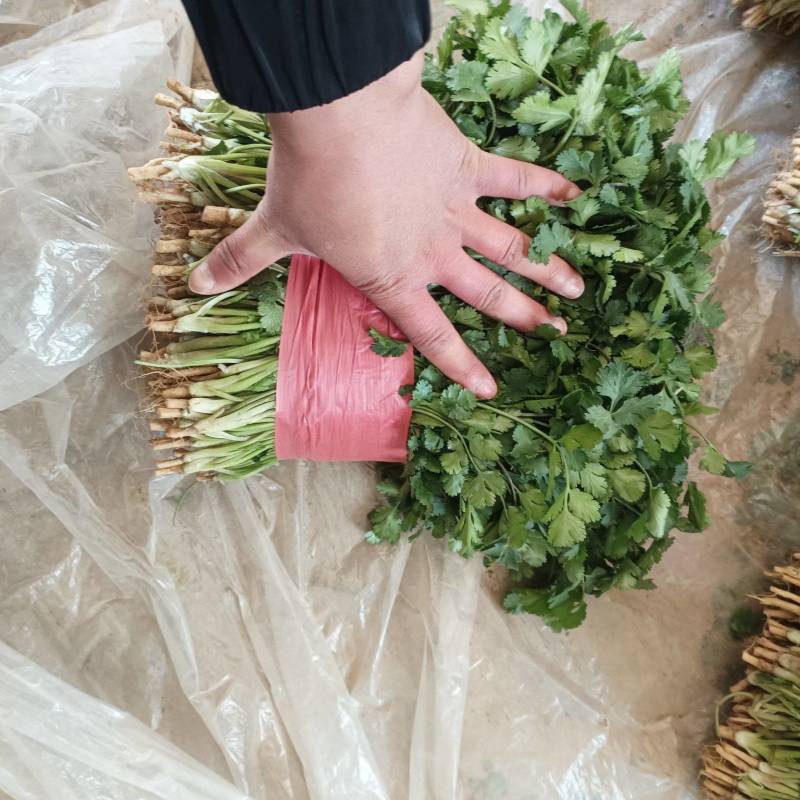 陆地精品香菜上市，山东金乡，有需要的联系我，质量保证