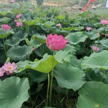 白洋淀荷花苗