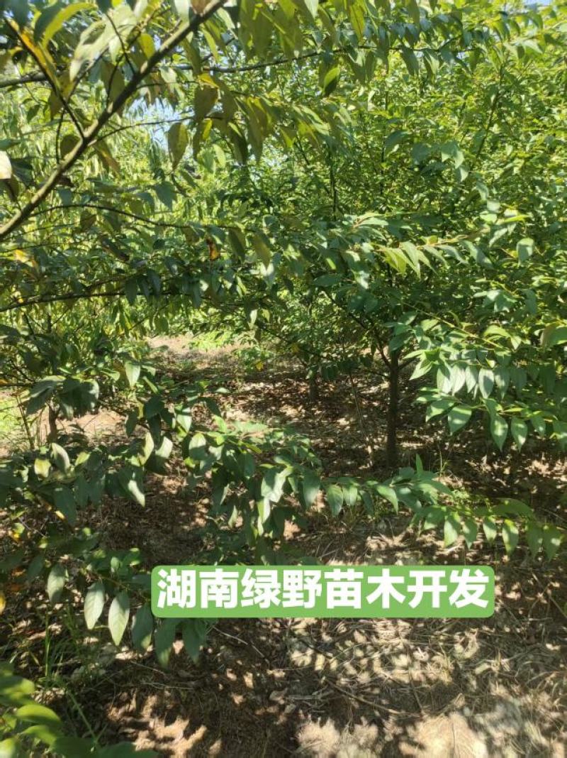 木姜子苗改良高产山胡椒量大价优产地直销批发包邮