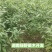 木姜子苗改良高产山胡椒量大价优产地直销批发包邮