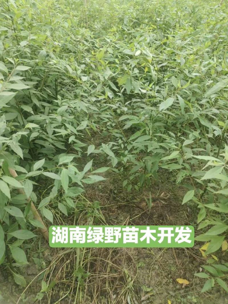 木姜子苗改良高产山胡椒量大价优产地直销批发包邮