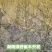 木姜子苗改良高产山胡椒量大价优产地直销批发包邮
