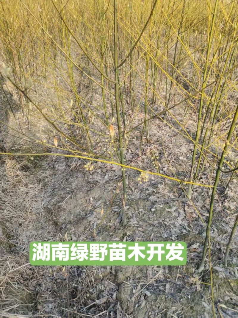 木姜子苗改良高产山胡椒量大价优产地直销批发包邮