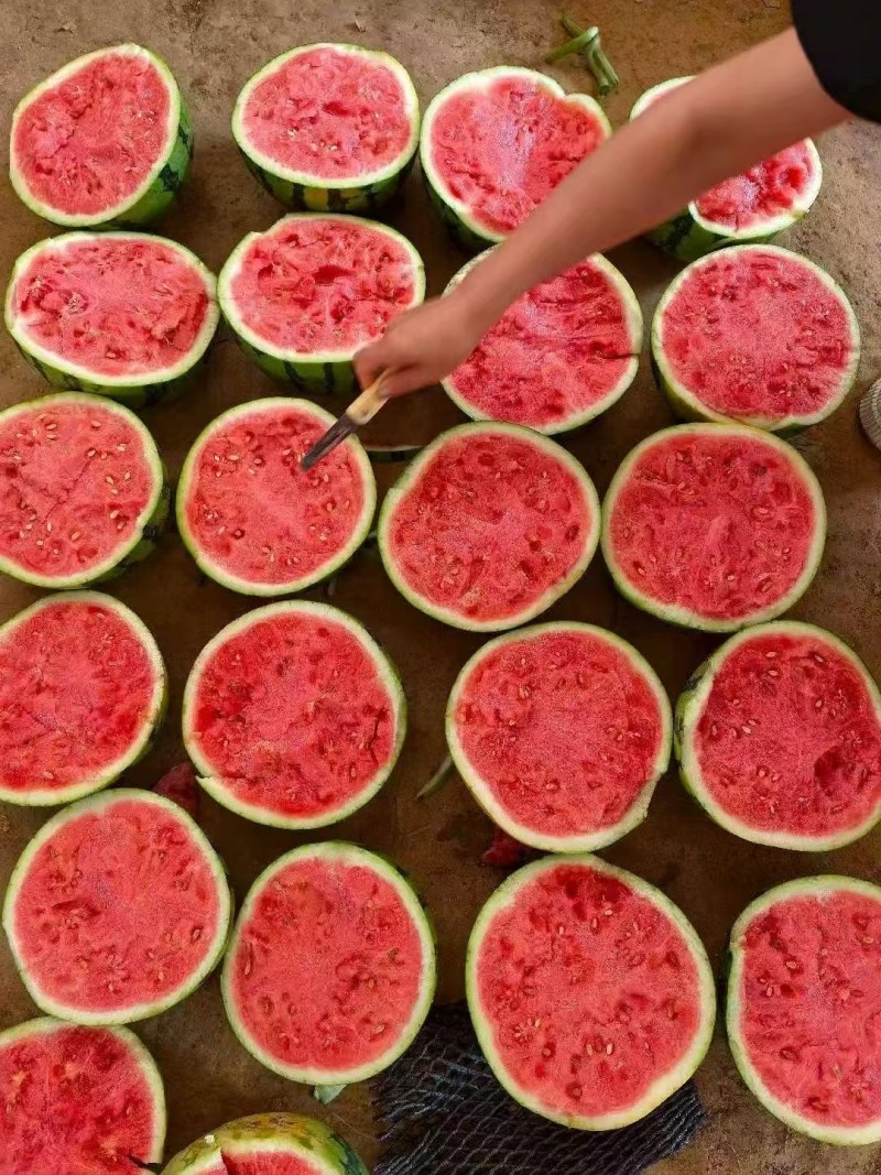 云南无籽麒麟美都西瓜大量上市供应中，价格不高
