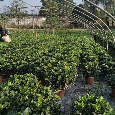栀子花盆栽230盆栀子花，绿化苗