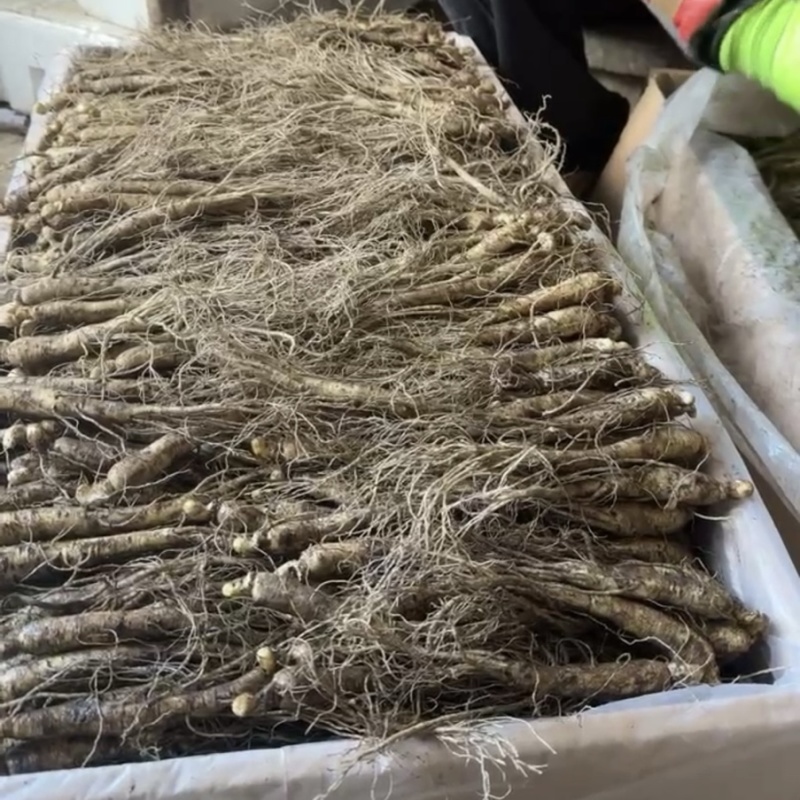 东北长白山鲜参大量批发产地发货一手货源种植户售包邮