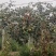 苹果枣当地种植户代办空运全国当天到货