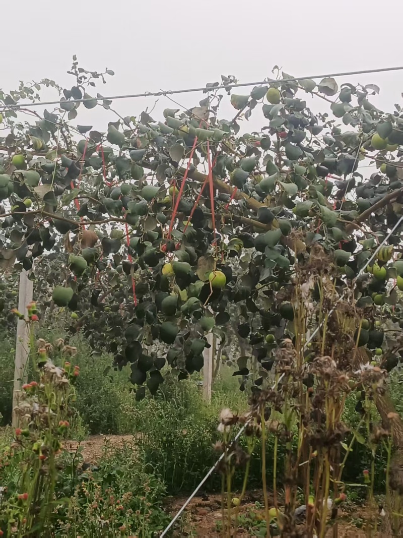 苹果枣当地种植户代办空运全国当天到货