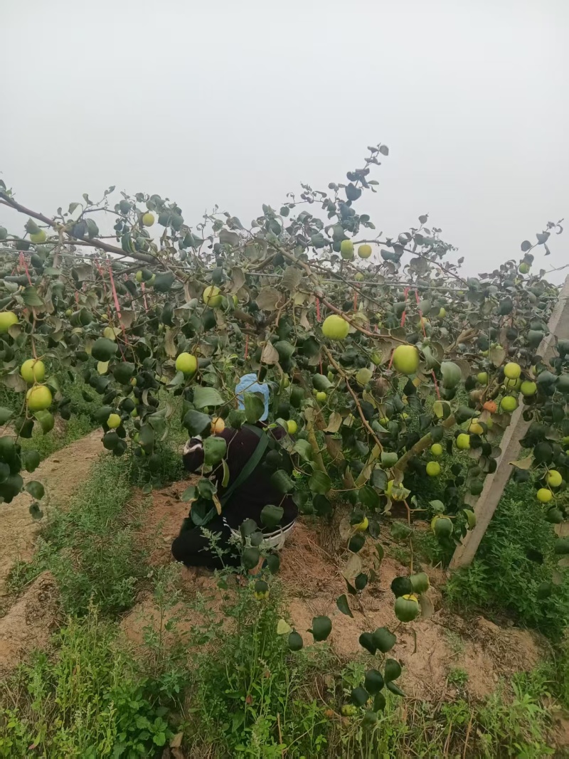 苹果枣当地种植户代办空运全国当天到货