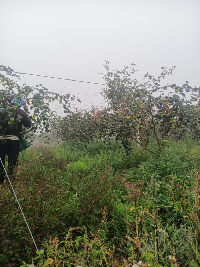苹果枣当地种植户代办空运全国当天到货