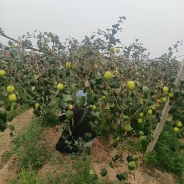 苹果枣当地种植户代办空运全国当天到货