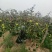 苹果枣当地种植户代办空运全国当天到货