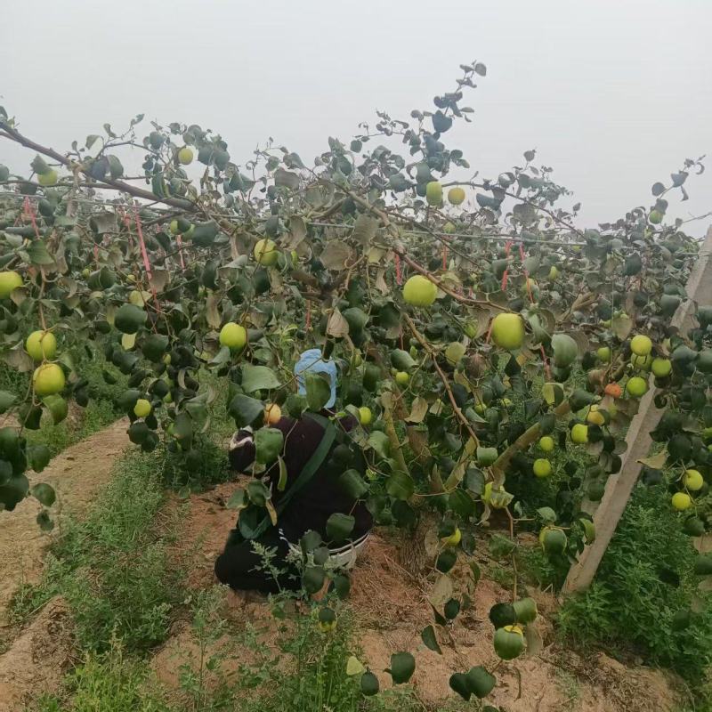 苹果枣当地种植户代办空运全国当天到货