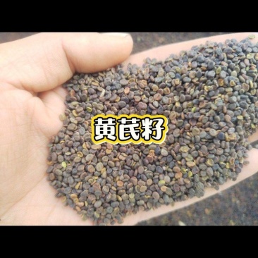 甘肃原产地黄芪，棉芪籽