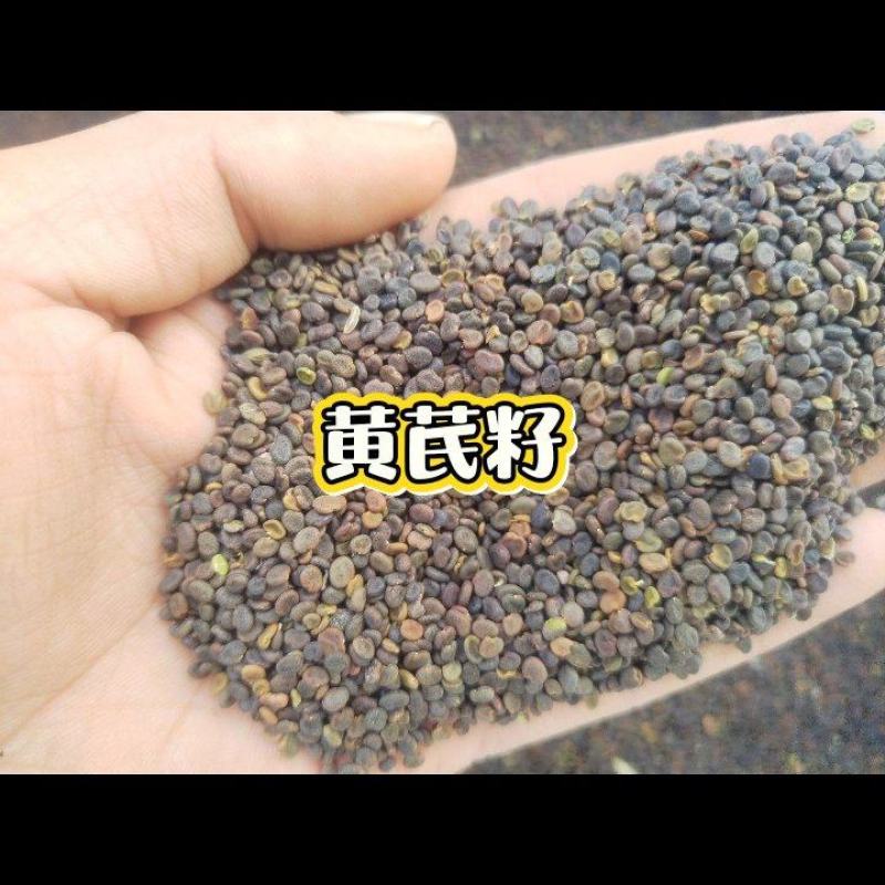 甘肃原产地黄芪，棉芪籽
