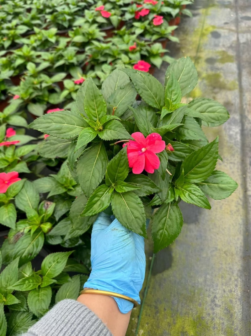 凤仙盆花盆景观赏性高性价比高量大从优可视频看货