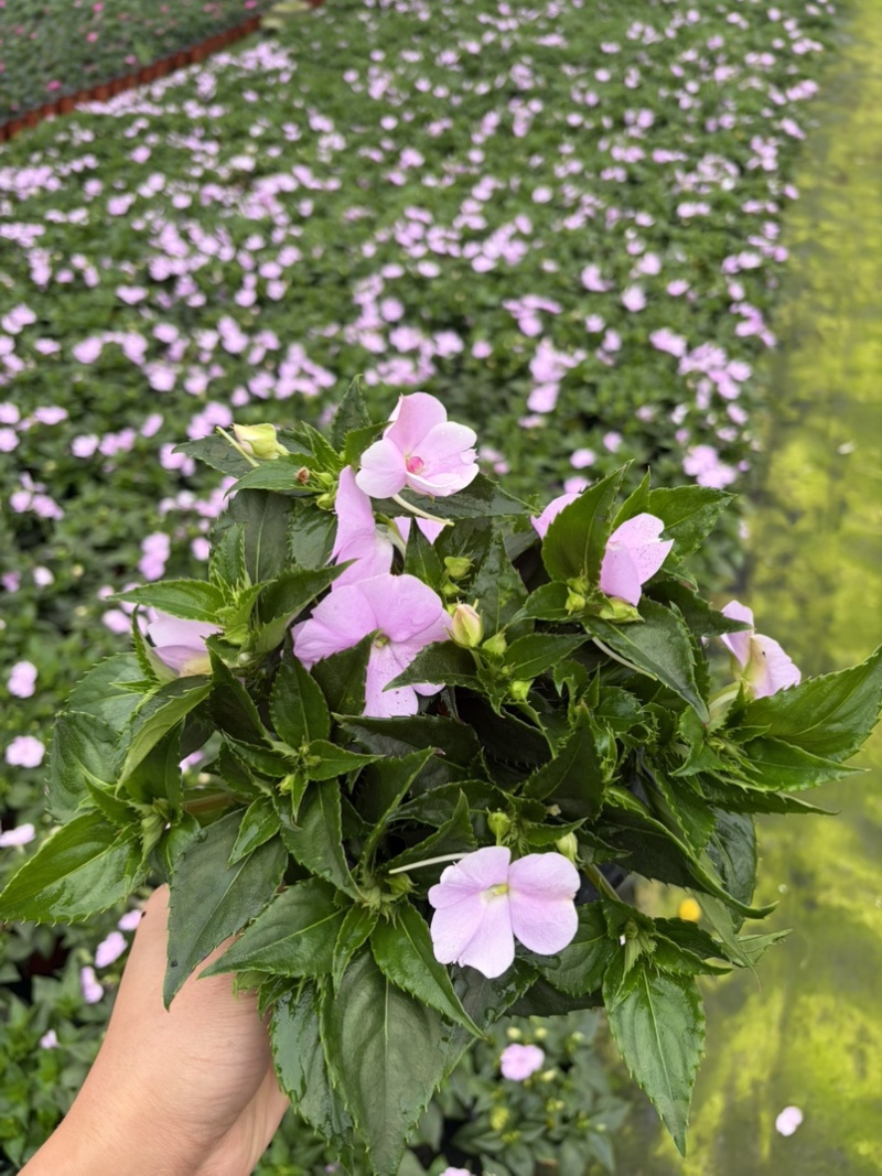 凤仙盆花盆景观赏性高性价比高量大从优可视频看货