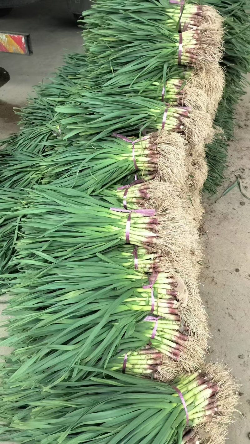 【推荐】精品蒜苗产地直发质量保证发全国欢迎咨询