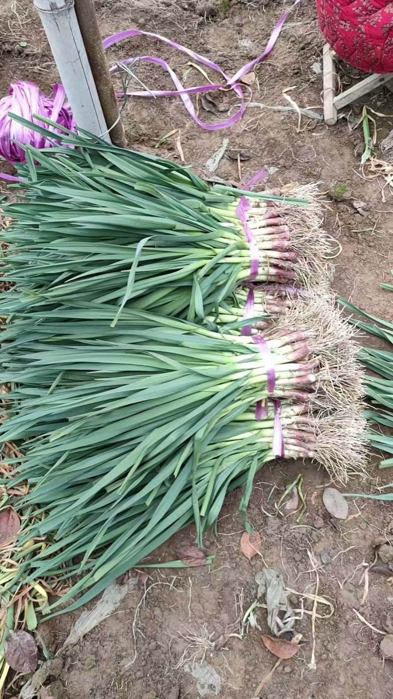【推荐】精品蒜苗产地直发质量保证发全国欢迎咨询