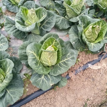 基地露天牛心包菜