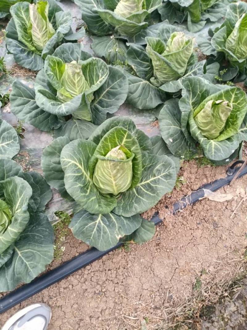 基地露天牛心包菜