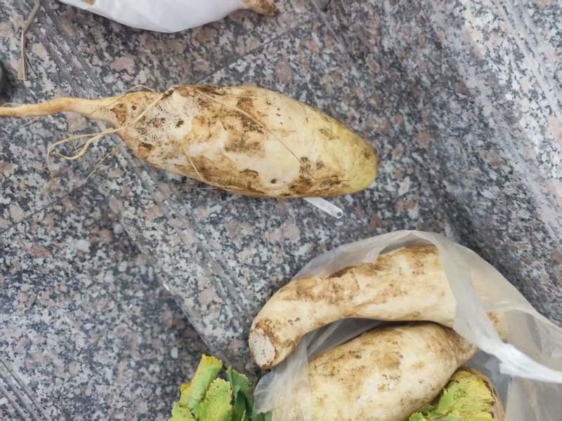 高山生态萝卜。盐边县温泉乡。