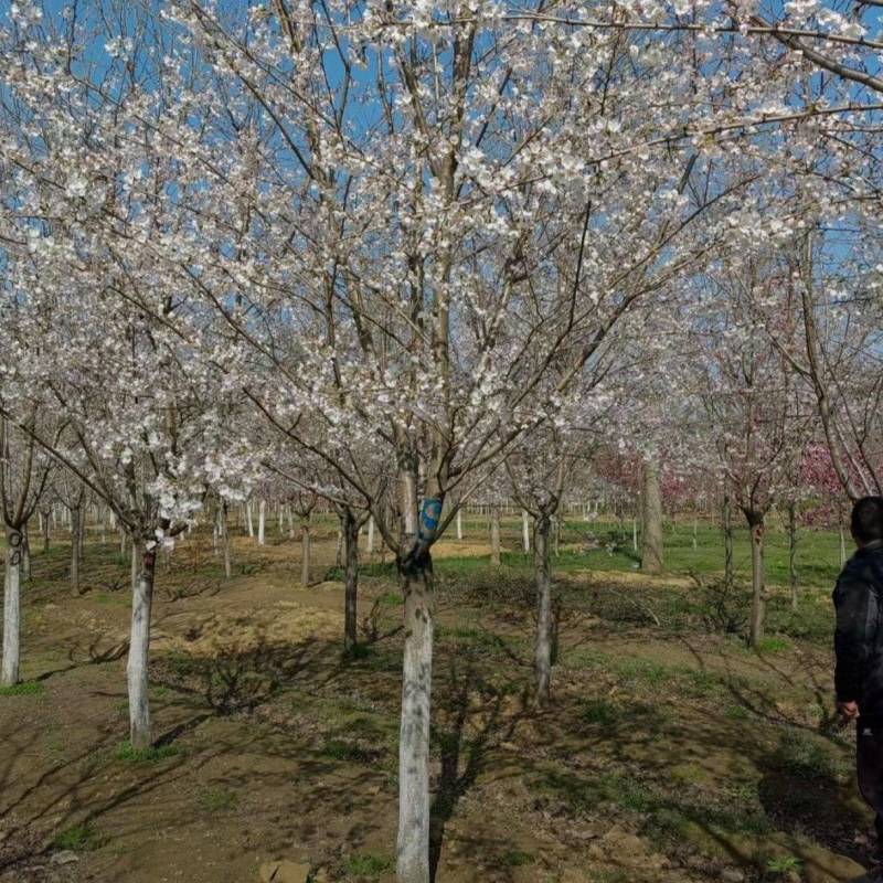 苗圃大量出售12公分早樱